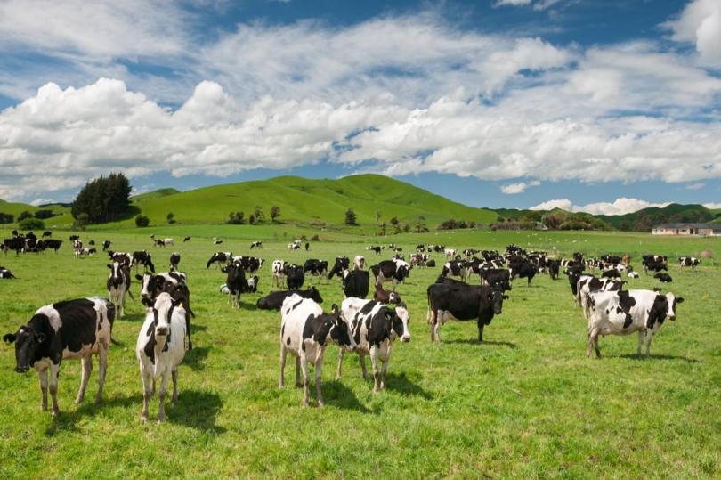 نيوزلندا تضع قيودًا جديدة على مناطق مصابة بالعدوى