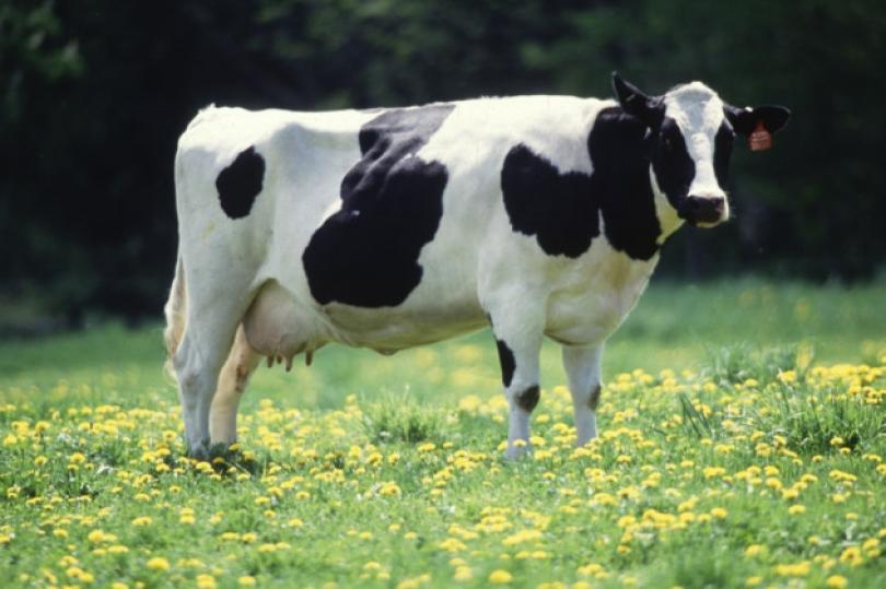 تعرف علي المرض الذي يهدد الأبقار في نيوزلندا