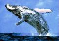 ������ ������� �����whale����