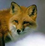   Red Fox