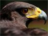 ������ ������� eagle eye